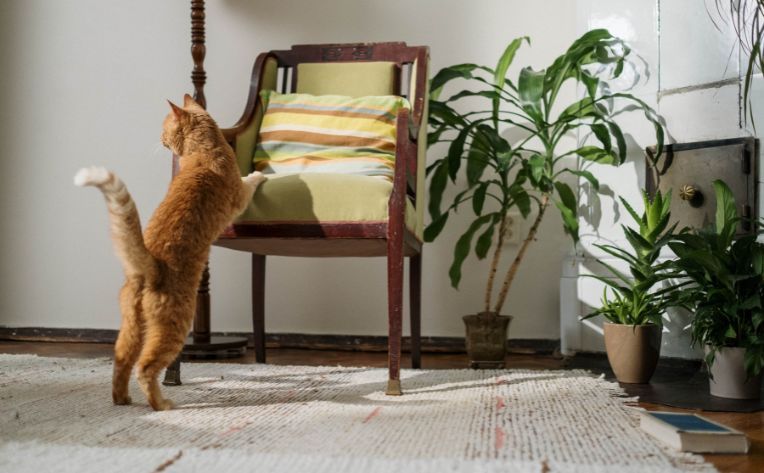 cat climbing on pet friendly flooring